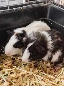 baby guinea pigs