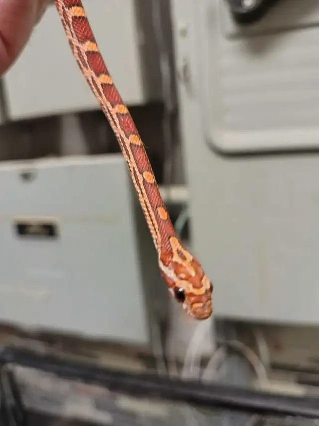 baby corn snake