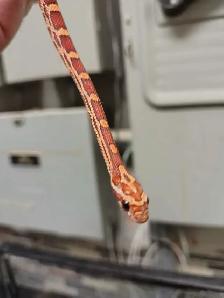 baby corn snake