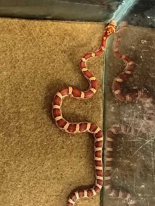 baby corn snake - Photo 2