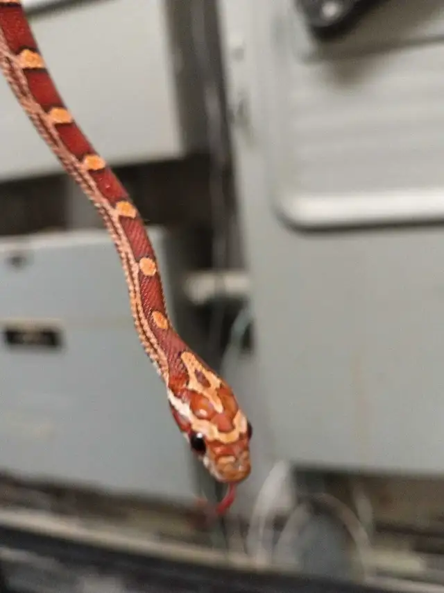baby corn snake - Photo 3
