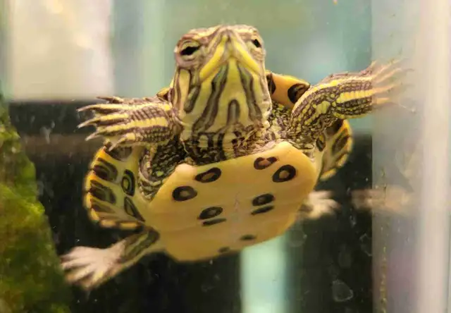 baby yellow belly cooter turtles