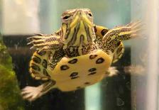 baby yellow belly cooter turtles