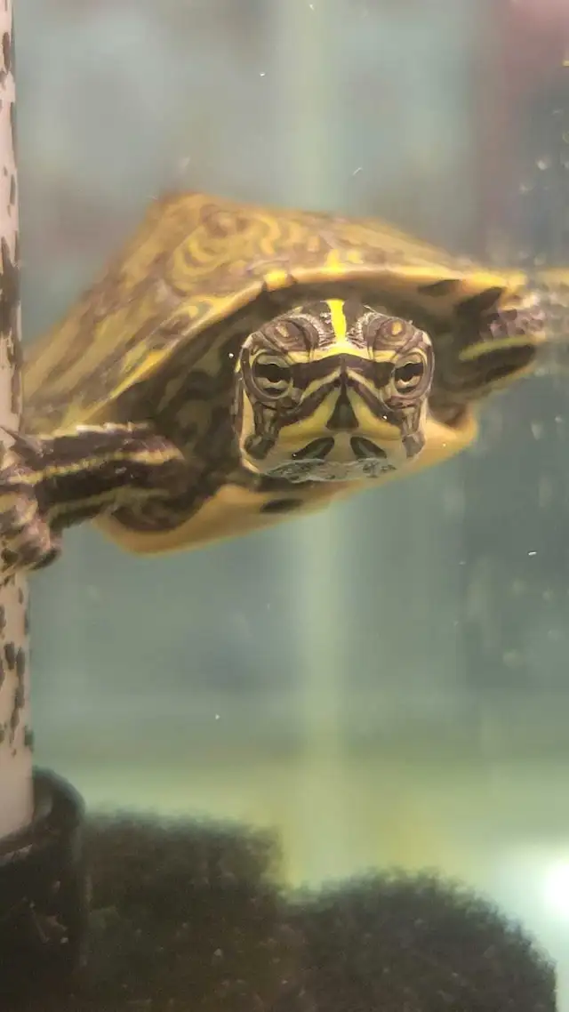 baby yellow belly cooter turtles - Photo 2