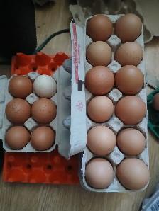 Chicken eggs