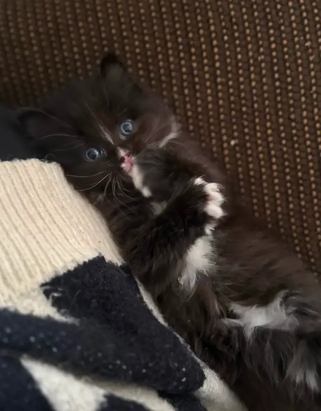 Female kitten to a GREAT home