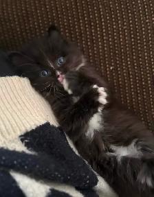 Female kitten to a GREAT home