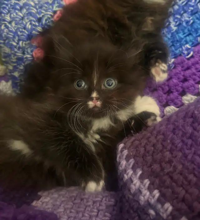 Female kitten to a GREAT home - Photo 2