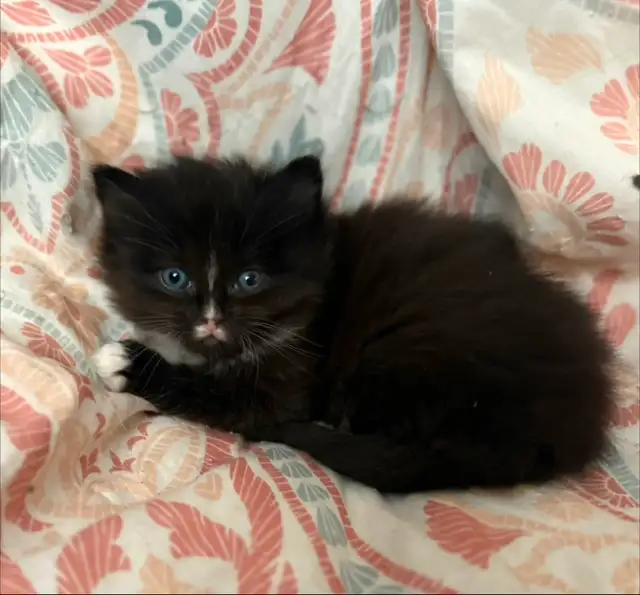 Female kitten to a GREAT home - Photo 3