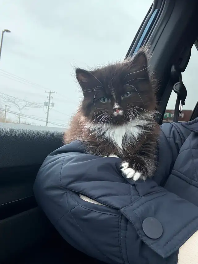 Female kitten to a GREAT home - Photo 4