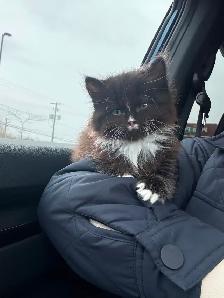 Female kitten to a GREAT home - Photo 4