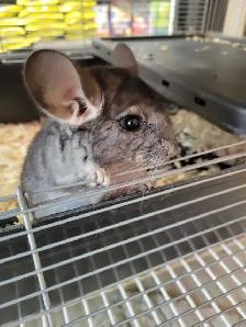 baby chinchillas