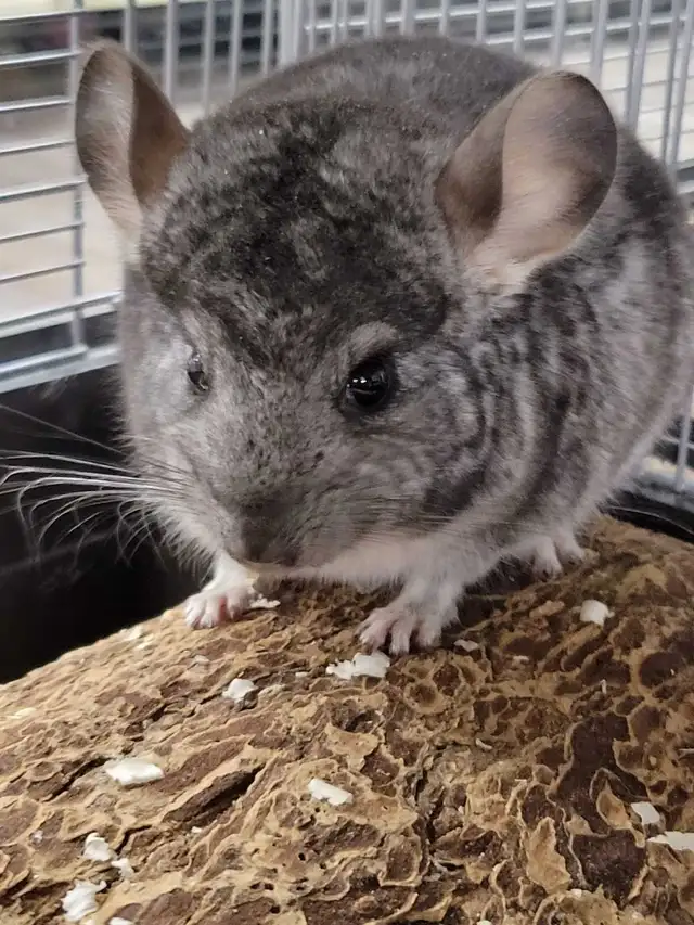 baby chinchillas - Photo 2