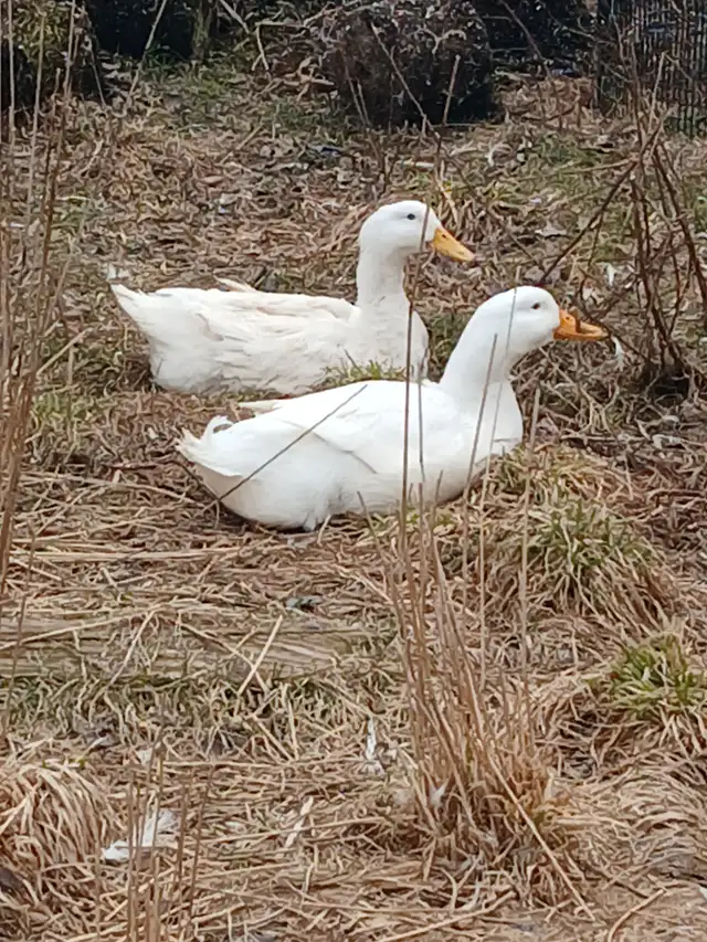 Pekin duck eggs