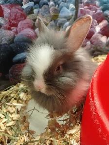 lionhead rabbits