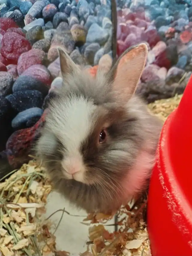 lionhead rabbits - Photo 2