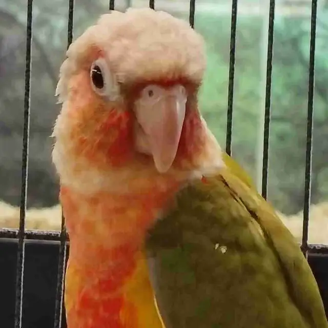Red Factor pineapple conure
