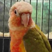 Red Factor pineapple conure