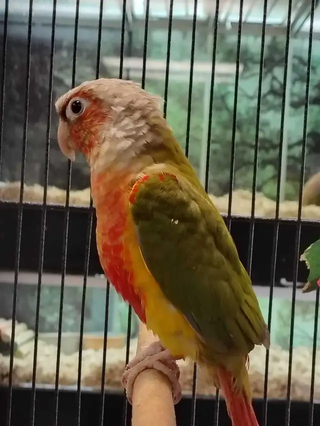 Red Factor pineapple conure - Photo 2