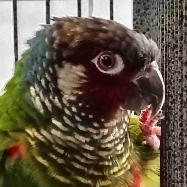 white cheek conure