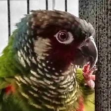 white cheek conure