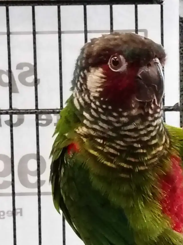 white cheek conure - Photo 2