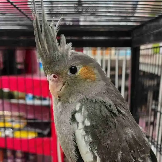 baby cockatiels
