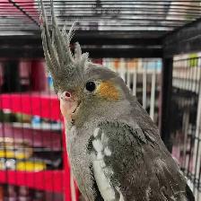 baby cockatiels