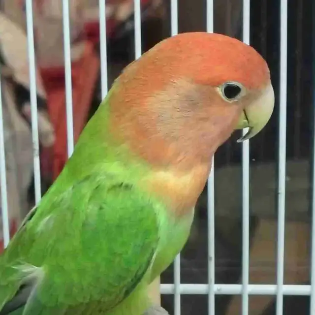 baby love bird
