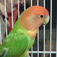 baby love bird
