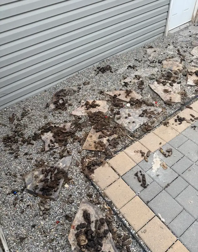$20 Dog Poop Removal