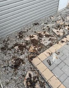 $20 Dog Poop Removal