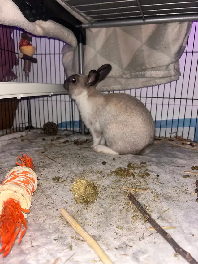 lapins à donner - Photo 3