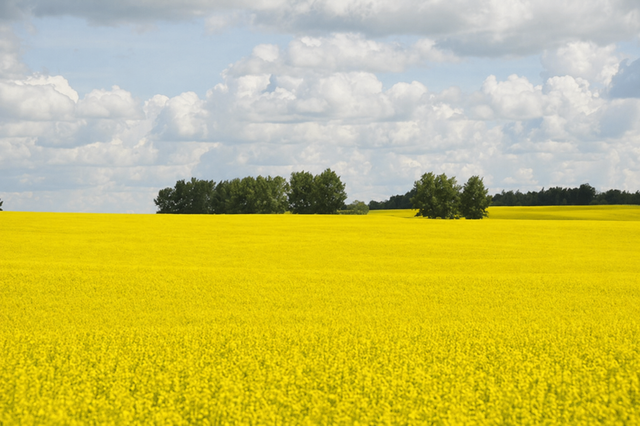 1,085 Acres For SaleTwo Hills Alberta - Photo 2