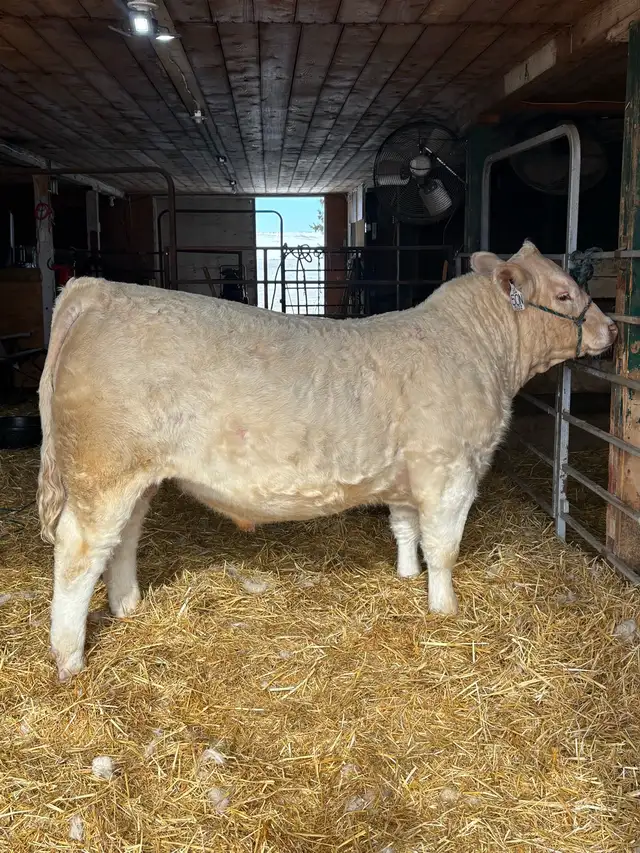 Yearling Charolais Bull