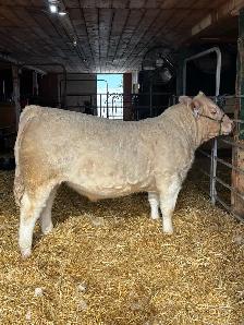 Yearling Charolais Bull