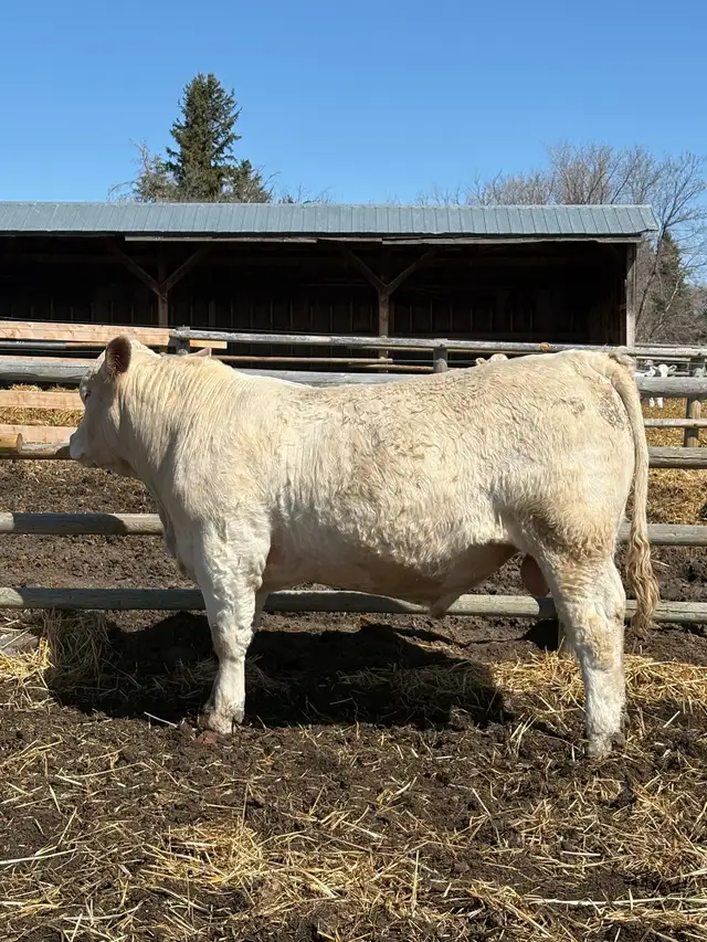 Yearling Charolais Bull - Photo 2