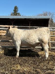 Yearling Charolais Bull - Photo 2