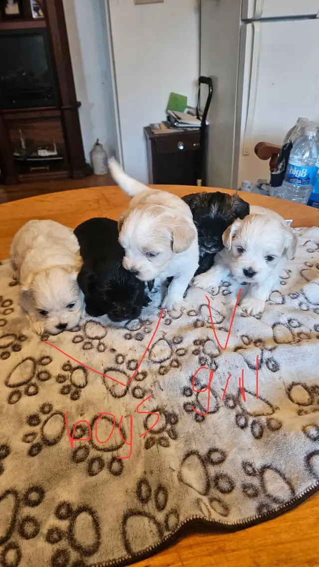 shih tzu/multi poo puppies
