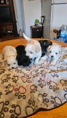 shih tzu/multi poo puppies