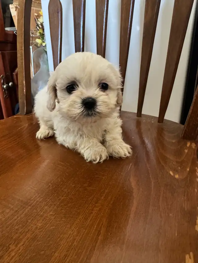 shih tzu/multi poo puppies - Photo 2