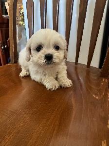 shih tzu/multi poo puppies - Photo 2
