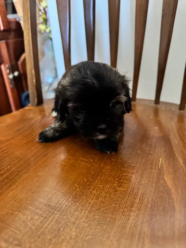 shih tzu/multi poo puppies - Photo 3