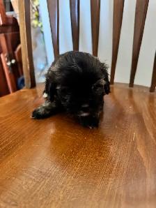 shih tzu/multi poo puppies - Photo 3