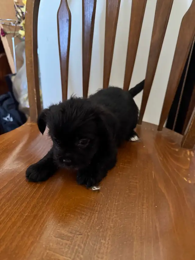 shih tzu/multi poo puppies - Photo 4