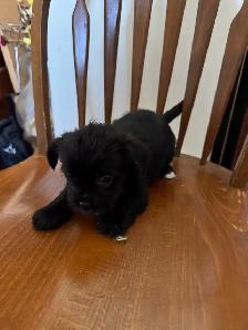 shih tzu/multi poo puppies - Photo 4