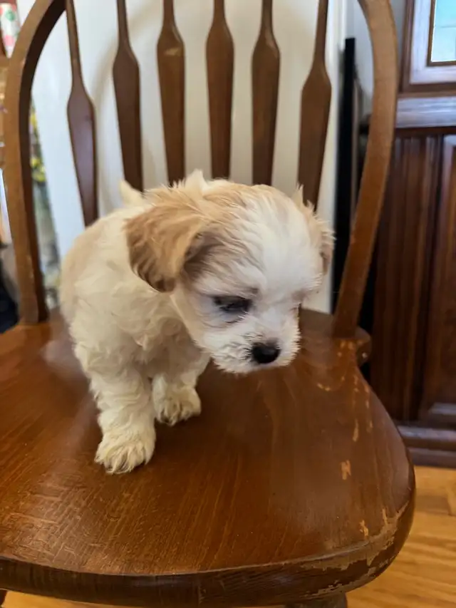 shih tzu/multi poo puppies - Photo 5