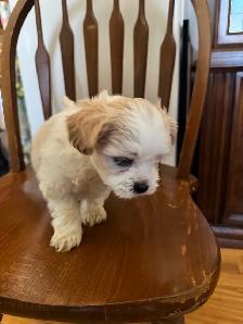 shih tzu/multi poo puppies - Photo 5