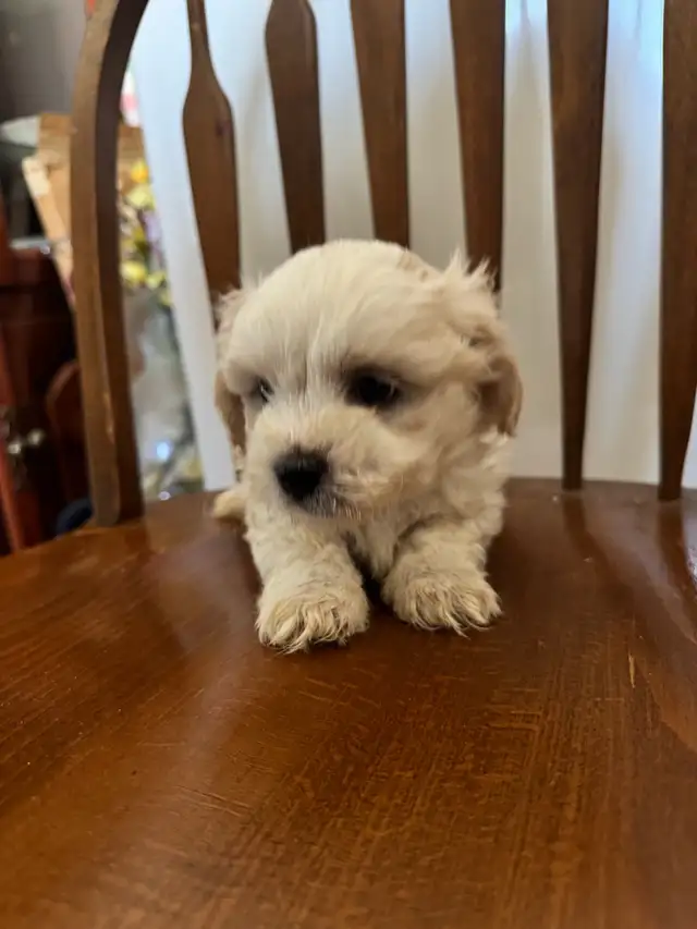 shih tzu/multi poo puppies - Photo 6