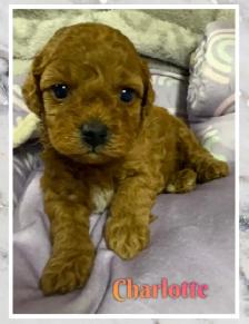 Mini Cockapoo F1B puppies